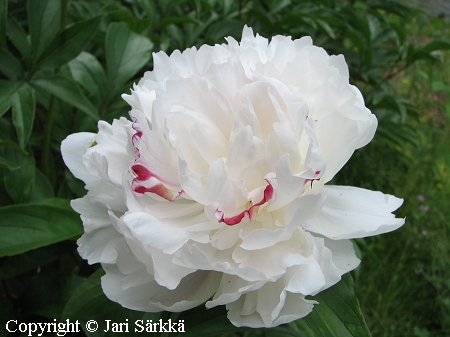  Paeonia lactiflora 'Festiva Maxima', kiinanpioni